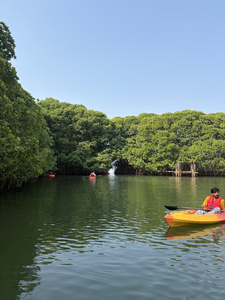 kayaking through mangroves
