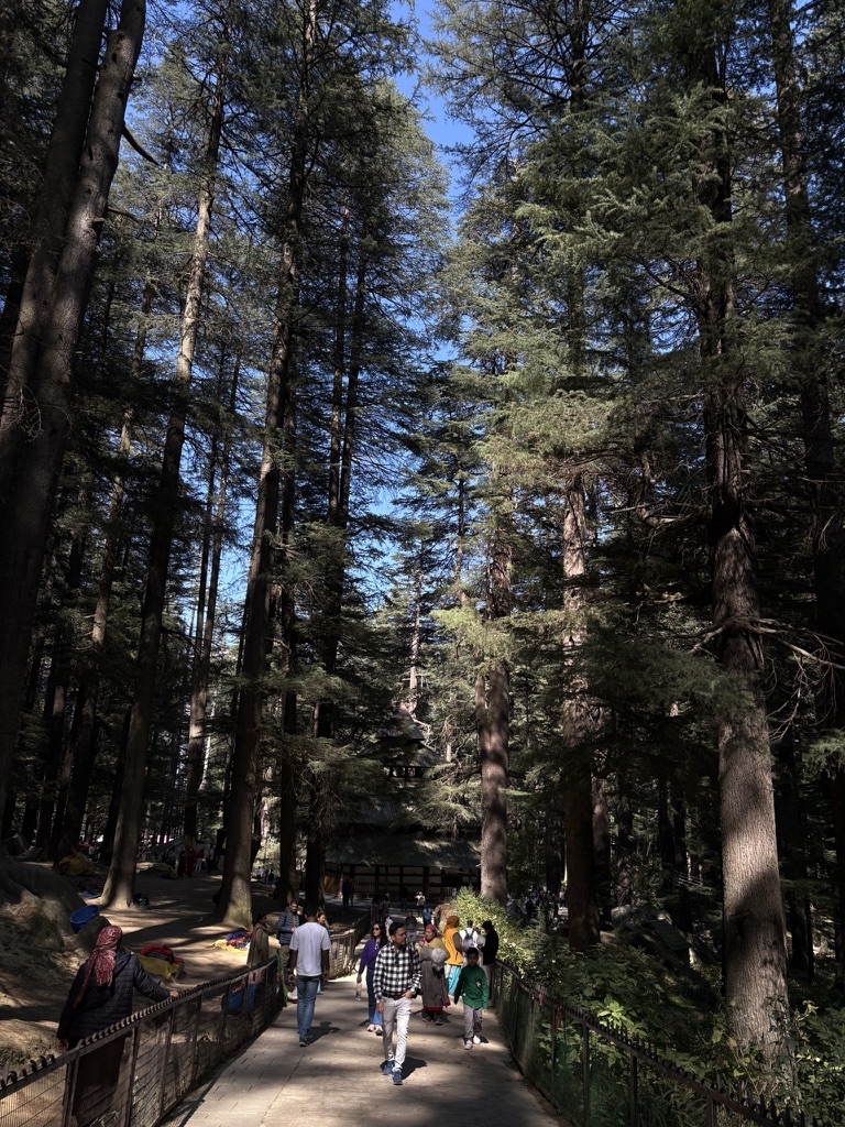 forest trail through tall pines